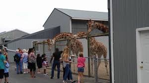 Address, phone number, adirondack animal land reviews: Adirondack Animal Land Offical Page Facebook
