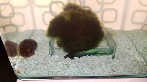 My Betta Fish Hiding Under Moss Ball My Aquarium Club