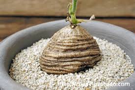 Image result for Trochomeria hookeri