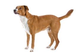 Österreichische pinscher sind selbstbewusste und aufmerksame, lebhafte und verspielte hunde, die sehr liebevoll zu den menschen sind, die sie kennen. Osterreichische Pinscher Aussehen Charakter Haltung Zooplus