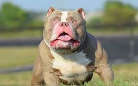 Looking for pitbull puppies for sale? News Micro Bully For Sale Extreme American Bully Venomline
