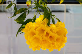 Yellow Bell Singapore Flower By Donald Chen Flowers Beautiful Flowers Attracting Bees