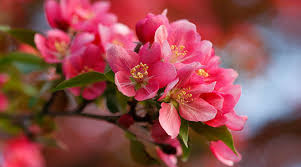 What is the cheapest option available within ornamental trees? Trees And Shrubs