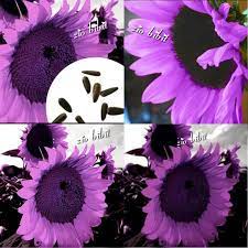 Dahlia bunga ungu ukuran besar. Biji Benih Bunga Matahari Sunflower Ungu Import Shopee Indonesia