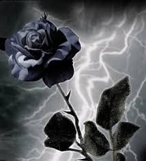 Jual benih bunga mawar hitam putih black and white rose import kota pekanbaru exyo online shop tokopedia. Mawar Hitam Black Rose Photos Facebook