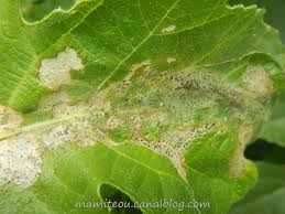 Un arrosage régulier durant les 2 premières années suivant la plantation est nécessaire pour le figuier figues qui ne murissent pas il arrive fréquemment que les figues ne murissent pas sur le figuier. Une Teigne Sur Un Figuier Mamiteou Dans Le Jardin