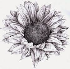 A beautiful flower always makes us smile. Realistic Sunflower Flower Drawing Novocom Top