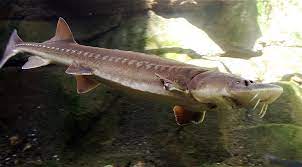 Our mission sturgeon aquafarms was founded in 2001 with the intent to protect and preserve endangered sturgeon species. Sturgeon Wikipedia