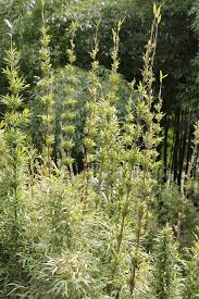 Image result for Buchnera usuiensis