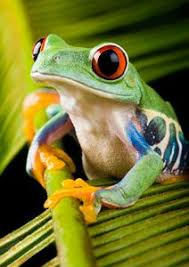 Faq What Is A Rainforest Tree Frogs Frog Rainforest Animals