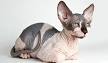 Sphynx Kittens For Sale by Reputable Breeders | Pets4You