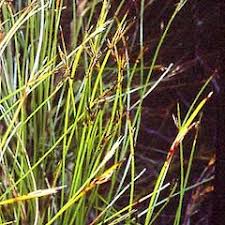 Image result for Schoenus