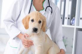 The Importance of Annual Wellness Exams for Your Pet's Health