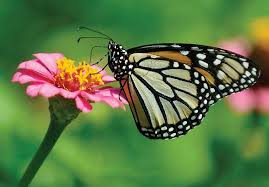 Why Some Monarch Butterflies Are Marathoners Published 2014 Monarch Butterfly Most Beautiful Animals Butterfly Project
