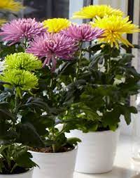 Fuji Mums Flower Uk Best Flower Wallpaper
