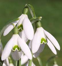 Snowdrop Flower Essence Is Useful For Any Situation That Is Stuck Or Frozen Where You Feel Unable To Move On Spring Flowering Bulbs Bulb Flowers Bulbous Plants