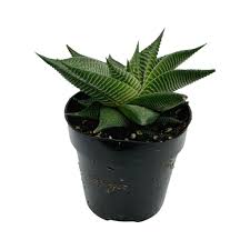 Image result for Haworthia limifolia