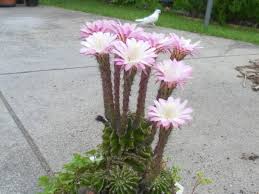 Send succulent gifts, cacti & terrariums for delivery. How To Grow And Propagate Flowering Cactus Plants Dengarden