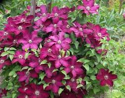 Clematis flammula (powojnik południowy) to silne pnącze dorastające do 5 m. Powojnik Clematis Kardynal Wyszynski Centrum Ogrodnicze Dammera