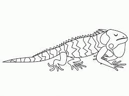 Give your children opportunities to be aware of the moment using our free animal colouring sheets. Free Printable Iguana Coloring Pages For Kids Animal Coloring Pages Animal Colouring Pages Zoo Animal Coloring Pages