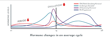 Ovulation When Do I Ovulate Ovulation Symptoms And More