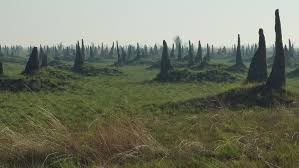 Image result for Setaria lindenbergiana