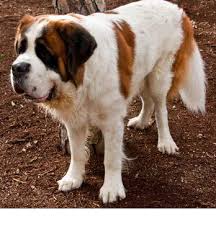 Ready now for her new home & she is doggy door…. St Bernard Breed Information History Health Pictures And More