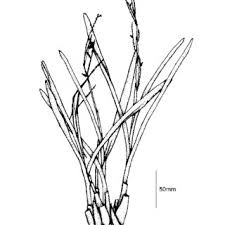 Image result for Polystachya golungensis