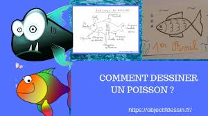 Sans les bases, il n'est pas possible de passer au dessin académique ou au croquis. Comment Dessiner Un Poisson Objectif Dessin