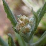 Image result for Gnaphalium polycaulon