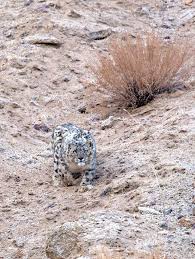 Snow Leopards Of Ladakh India Wildlife Holiday Asia Trip Idea Wildlife Worldwide This isn't the only time desai has snapped pictures of snow leopard. snow leopards of ladakh india wildlife
