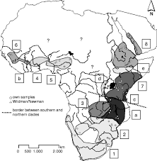 /f » et valider avec la touche « entrée » du clavier ; Pan African Voyagers The Phylogeography Of Baboons Springerlink