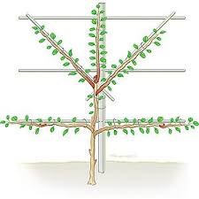 Fruit trees require work, and the amount of work you put into them directly correlates to yield and fruit quality. How To Espalier A Tree Year 2 And Subsequent Years Techniques It Is Similar To Staking Espalier Fruit Trees Dragon Fruit Tree Growing Fruit Trees