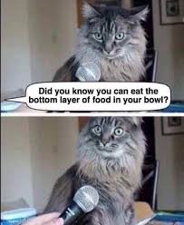 The best memes from instagram, facebook, vine, and twitter about saturday night. Pwb Peeps Open Thread Caturday Night Talk Show