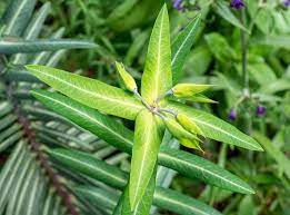 Quand les taupes s'invitent au jardin, on se retrouve tiraillé entre le plaisir de voir un peu de vous pouvez récupérer de la belle terre, mais c'est effectivement votre gazon qui trinque © matt benzero. Plantes Anti Taupe 4 Especes Pour Proteger Votre Jardin