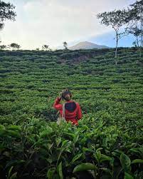 Check spelling or type a new query. Menemukan 10 Keistimewaan Kebun Teh Dan Bukit Kuneer Wonosari Malang
