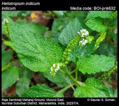 Image result for Heliotropium indicum
