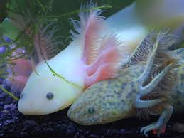 Pin By Cheryl Barrett Scott On Animals Animals Beautiful Weird Animals Axolotl