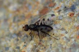Image result for Fly Bite