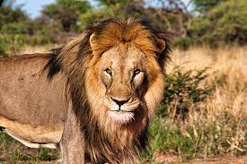 What Makes the South African Lion So Special? - Lion & Safari Park