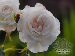 Maybe you would like to learn more about one of these? Rosa Boule De Neige From Burncoose Nurseries Shrub And Species
