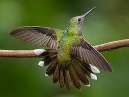 Image result for Pycnostachys schliebenii