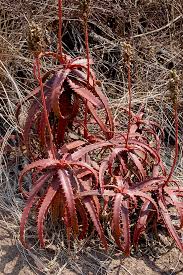 Image result for Aloe cameronii