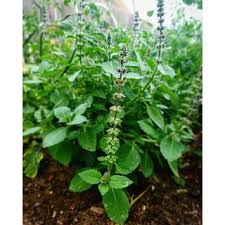 Image result for Galpinia transvaalica