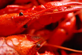Debbie, that sounds like one of the many species of burrowing crayfish (also called crawfish or crawdads). Lessons Learned From My First Crawfish Boil Homesick Texan