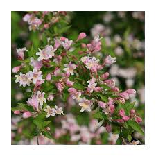 Image result for Kolkwitzia amabilis