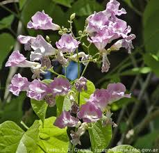 Image result for Tanaecium