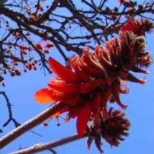 Image result for Erythrina latissima