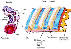 Maybe you would like to learn more about one of these? Functions Of Basement Membranes Sciencedirect