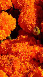We would like to show you a description here but the site won't allow us. Marigold Flower Wallpapers Hd For Android Apk Download
